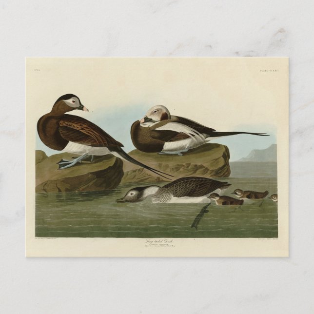 Cartão Postal Pato de cauda longa - das Aves da América de Audub (Frente)