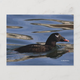 Cartão Postal Pato-de-coroa-branca estonteante na borda de Pier