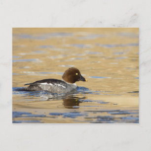 Cartão Postal Pato-de-Goldeneye