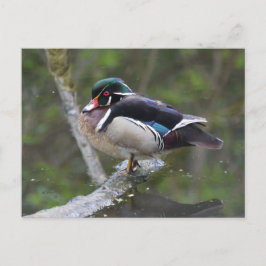 Cartão Postal Pato de Madeira