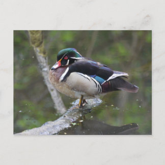 Cartão Postal Pato de Madeira