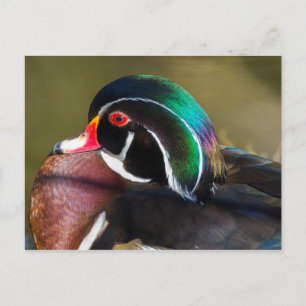 Cartão Postal Pato de Madeira