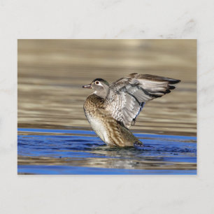 Cartão Postal Pato de Madeira batendo suas asas