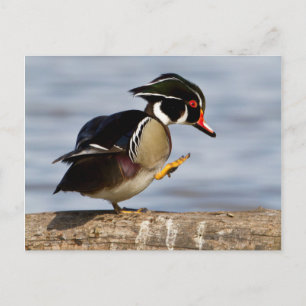 Cartão Postal Pato de madeira em log em zonas úmidas