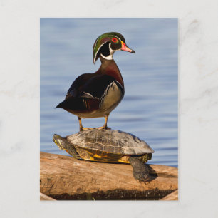 Cartão Postal Pato-de-madeira macho em pé sobre um Slider-de-ouv