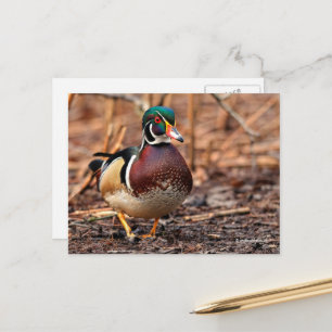 Cartão Postal Pato de madeira masculina na floresta