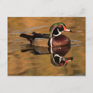 Cartão Postal Pato de madeira no lago Ouro