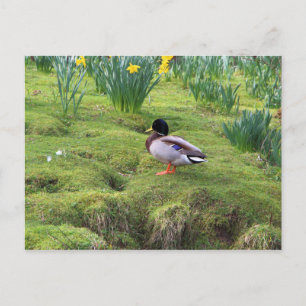 Cartão Postal Pato de Mallard na margem de um rio