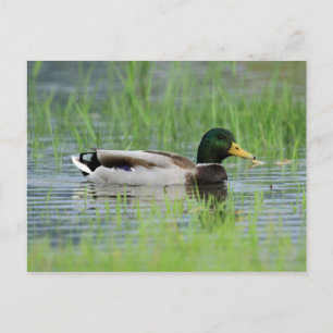Cartão Postal Pato de Mallard numa lagoa