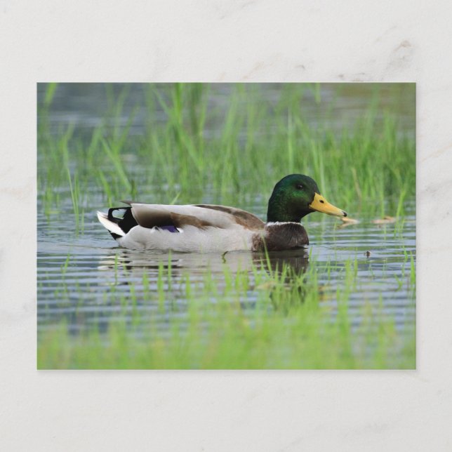 Cartão Postal Pato de Mallard numa lagoa (Frente)