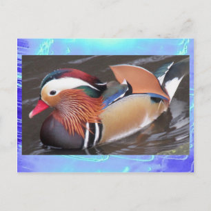 Cartão postal - Pato de mandarim