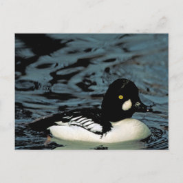 Cartão Postal Pato de Olhos Dourados