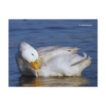 Pato de Pequim Sorrindo um Sorriso de Mona Lisa no