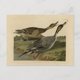 Cartão Postal Pato de pino - das Aves da América de Audubon