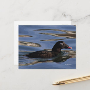 Cartão Postal Pato de Scoter de Asas Brancas Masculinas no Pier