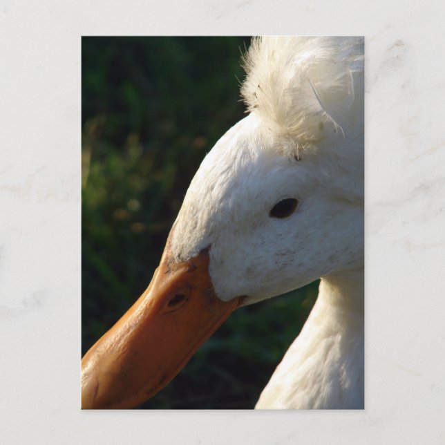 Cartão Postal Pato Detido (Frente)