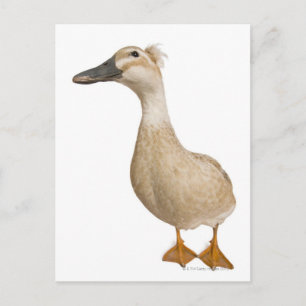 Cartão Postal Pato Detido feminino, 3 anos