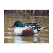 Pato do norte Shoveler no Pond