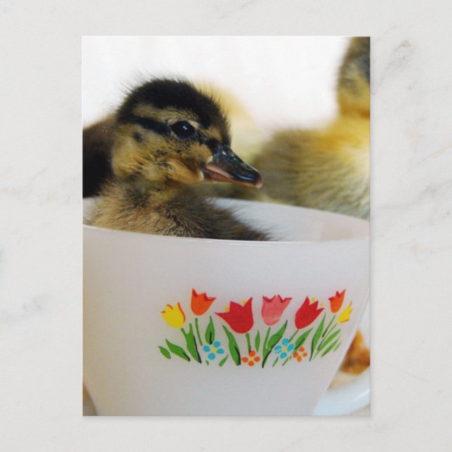 Cartão Postal Pato em um Teacup (Frente)