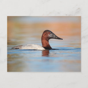 Cartão Postal Pato Male Canvasback