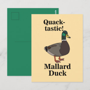 Cartão Postal Pato Mallard Quack-Tástico