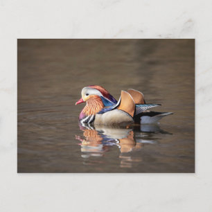 Cartão Postal Pato-mandarim