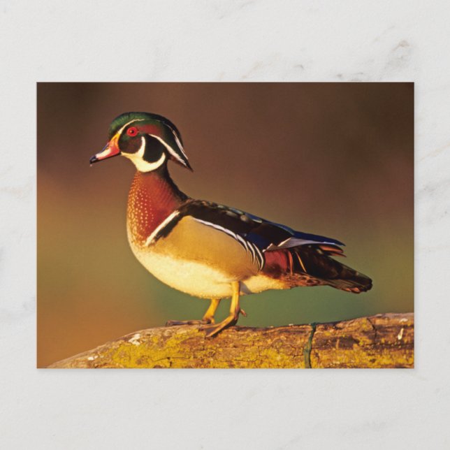 Cartão Postal Pato-mandarim macho, Illinois (Frente)