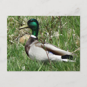 Cartão Postal Pato-marinho-marrecos Drake Greenhead na grama