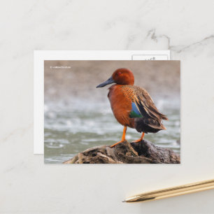 Cartão Postal Pato Marreco-de-canela Olha para Trás