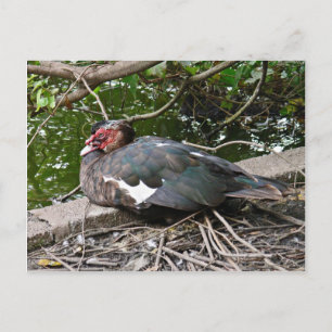 Cartão Postal Pato-moscovita