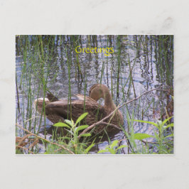 Cartão Postal Pato nadando em um lago