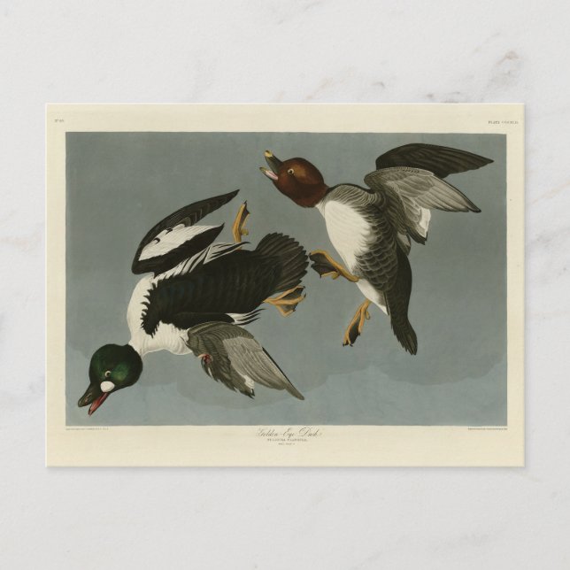 Cartão Postal Pato-ouro - das Aves da América de Audubon (Frente)