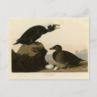 Cartão Postal Pato preto ou Surf