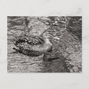 Cartão Postal Pato-real (fêmea) Tom Quente Preto e Branco