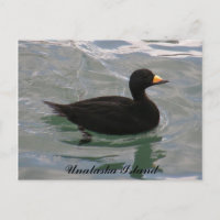 Pato Scoter Negro, Ilha de Unalaska