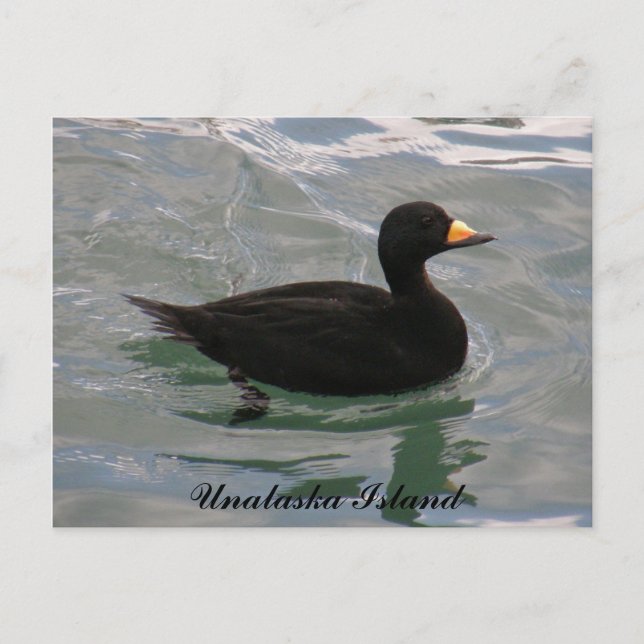 Cartão Postal Pato Scoter Negro, Ilha de Unalaska (Frente)