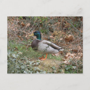 Cartão Postal Pato selvagem no parque do regente