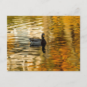 Cartão Postal Pato Sombra