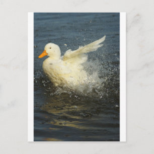 Cartão Postal Pato Splash