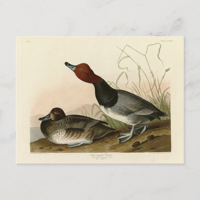 Cartão Postal Pato vermelho - das Aves da América de Audubon (Frente)