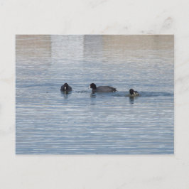 Cartão Postal Patos