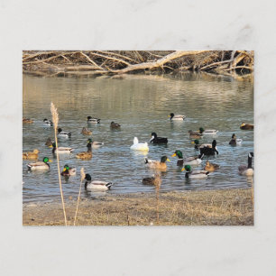 Cartão Postal Patos