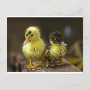 Cartão Postal Patos