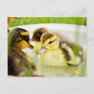 Cartão Postal Patos