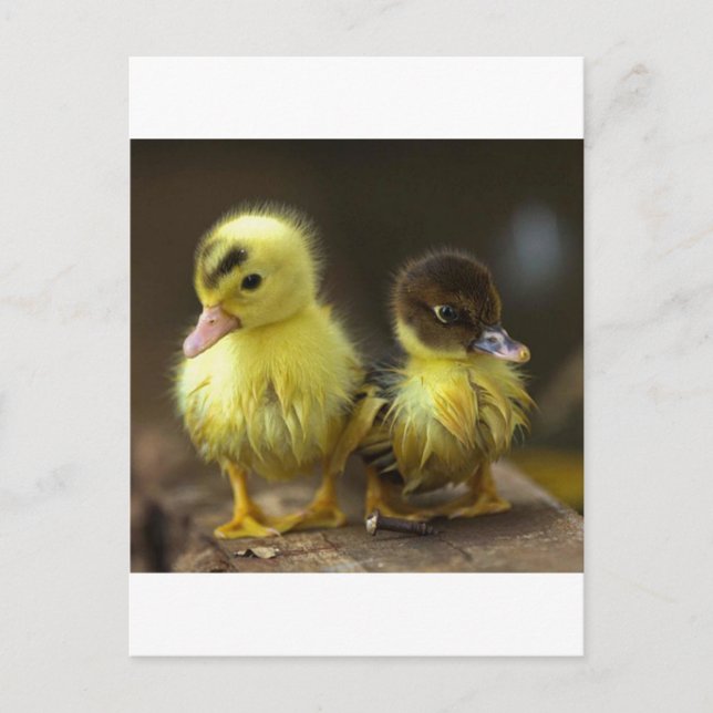Cartão Postal Patos (Frente)