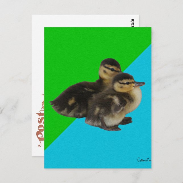 Cartão Postal Patos Bebês em Verde-claro e Azul-Céu (Frente/Verso)