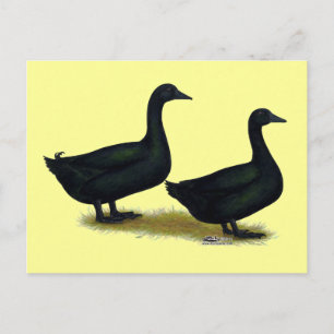 Cartão Postal Patos: Black Cayugas