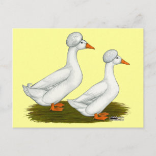 Cartão Postal Patos: Branco Crested