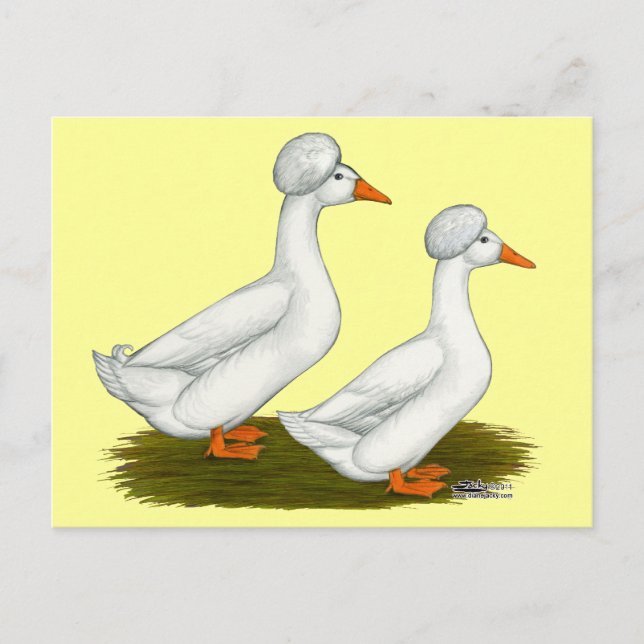 Cartão Postal Patos:  Branco Crested (Frente)