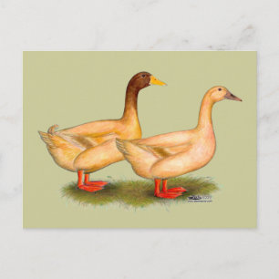 Cartão Postal Patos: Buff Orpington